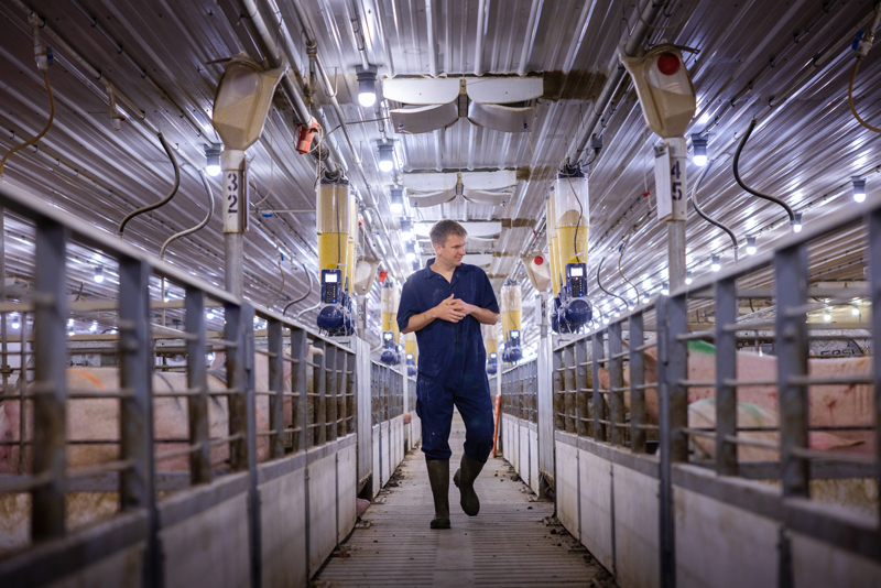 Raising-Pigs-in-Pig-Barn