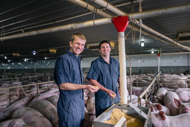 Working-with-Pigs-in-Boerboom-Pig-Barn