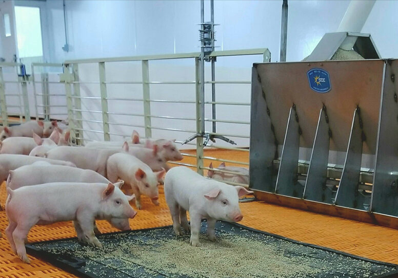 Piglets-in-Boerboom-Ag-Barn